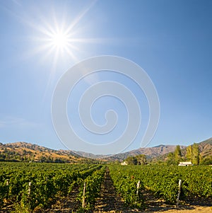 Wineyard in mountain valley