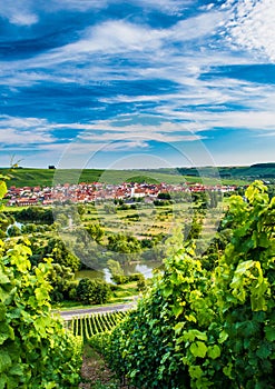 Wineyard near Volkach