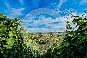 Wineyard near Volkach