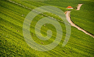 Wineyard near Volkach