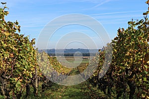 Wineyard Perspective