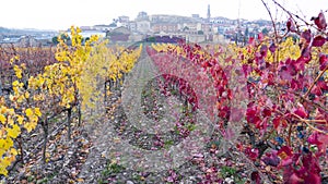 Wineyard sited in la rioja spain