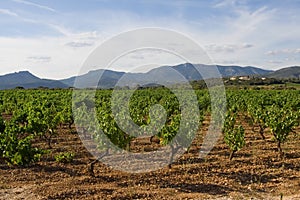 Wineyard, south France