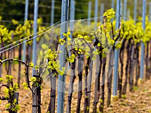 Wineyard in the spring