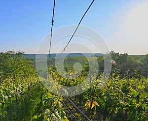 Wineyard at spring. Sun flare. Vineyard landscape. Vineyard rows at South Moravia
