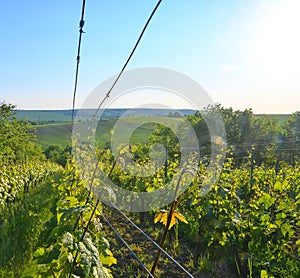 Wineyard at spring. Sun flare. Vineyard landscape. Vineyard rows at South Moravia, Czech Republic