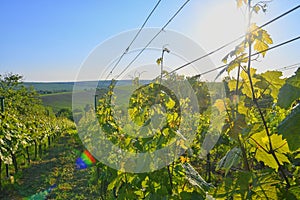 Wineyard at spring. Sun flare. Vineyard landscape. Vineyard rows at South Moravia, Czech Republic