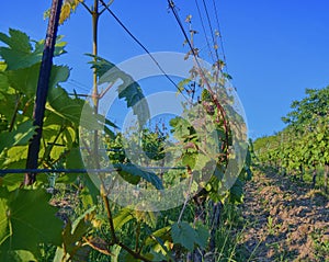 Wineyard at spring. Sun flare. Vineyard landscape. Vineyard rows at South Moravia, Czech Republic