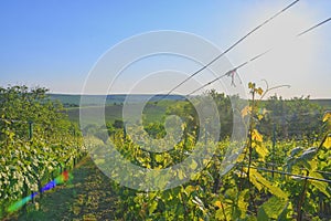 Wineyard at spring. Sun flare. Vineyard landscape. Vineyard rows at South Moravia, Czech Republic