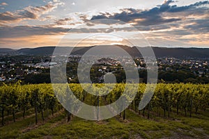 Wineyard in Trier, Moselle Valley in Rhineland Palatiane in German