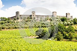 Wineyard in Tuscany