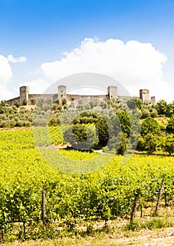 Wineyard in Tuscany