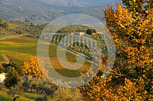 Wineyard in tuscany