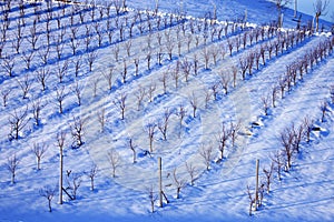 Wineyard under the snow
