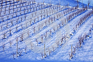 Wineyard under the snow