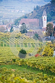 Wineyard and Village