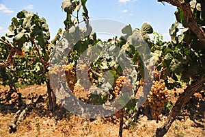 Wineyard whith White grapes in Ica, Peru, \