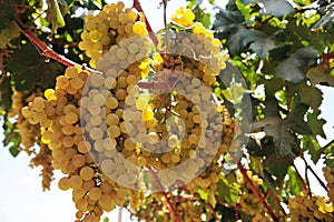 Wineyard whith White grapes in Ica, Peru, \