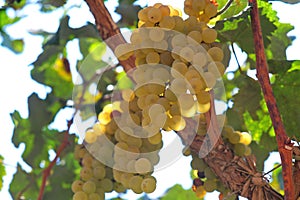 Wineyard whith White grapes in Ica, Peru, \