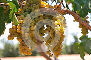 Wineyard whith White grapes in Ica, Peru, \