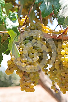 Wineyard whith White grapes in Ica, Peru, \