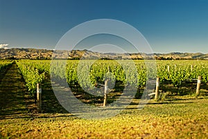 Wineyard, winery New Zealand, typical Marlborough landscape with wineyards and roads, hills and mountains