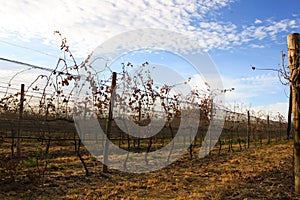 Wineyard on winter, with beautiful sky. Clouds and sun.