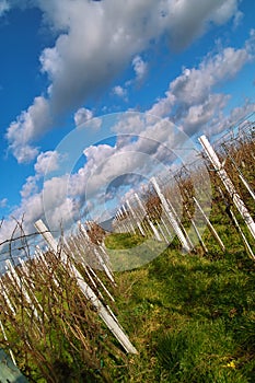 Wineyards in autumn
