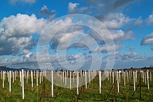 Wineyards in autumn