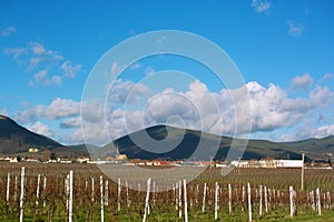 Wineyards in autumn