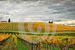 Wineyards in autumn in Tuscany, Chianti, Italy