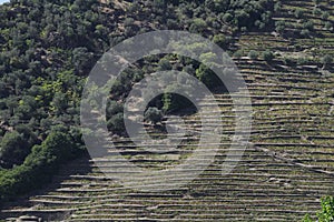 Wineyards Douro Valley Portugal