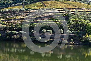 Wineyards Douro Valley Portugal