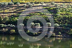 Wineyards Douro Valley Portugal