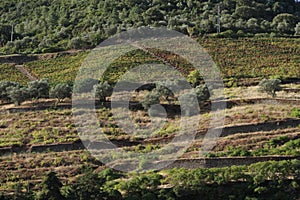 Wineyards Douro Valley Portugal