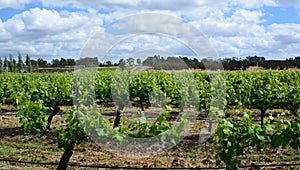 Wineyards. Hunter Valley. New South Wales. Australia