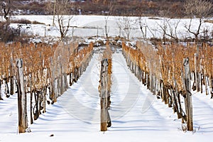 Wineyards near Sarospatak, Tokaj region Hungary