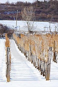 Wineyards near Sarospatak, Tokaj region Hungary