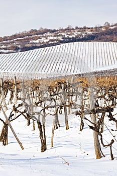 Wineyards near Sarospatak, Tokaj region Hungary