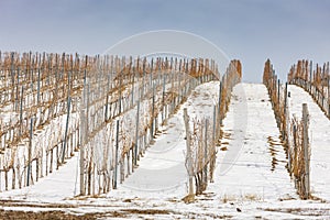 Wineyards near Vinicky, Tokaj region, Slovakia