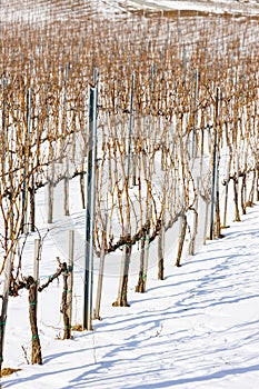 Wineyards near Vinicky, Tokaj region, Slovakia