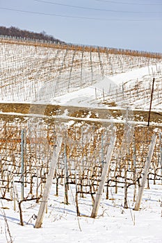 Wineyards near Vinicky, Tokaj region, Slovakia