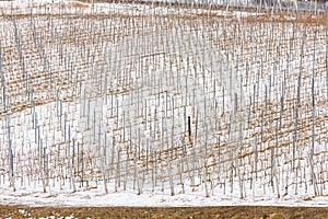 Wineyards near Vinicky, Tokaj region, Slovakia