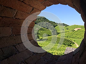 Wineyards of Prosecco