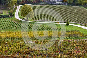 Wineyards in St. Emilion, autumn. Agriculture industry in Aquitaine. France
