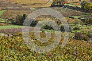 Wineyards in St. Emilion, autumn. Agriculture industry in Aquitaine. France