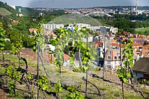 Wineyards  in Troja Botanical Garden in Prague