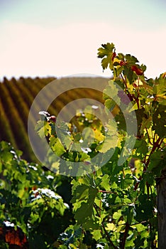 Wineyards in Tuscany, Chianti, Italy