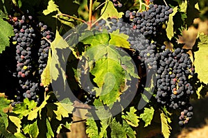 Wineyards in Tuscany, Chianti, Italy