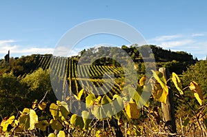 Wineyards in Tuscany, Chianti, Italy